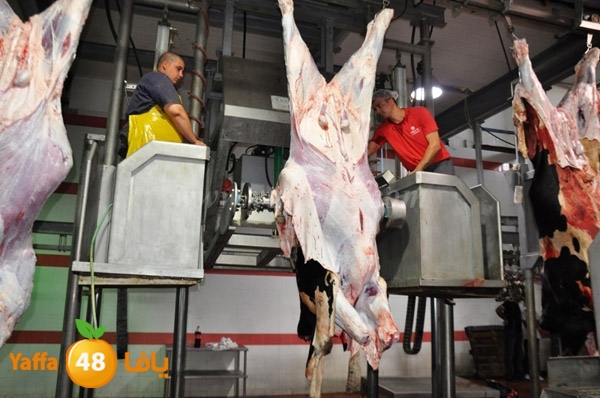 Jam3iya la7m3n (34).JPG